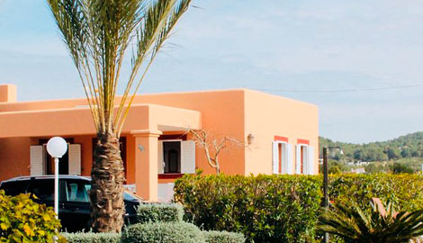 Tall big trees pruning in Ibiza