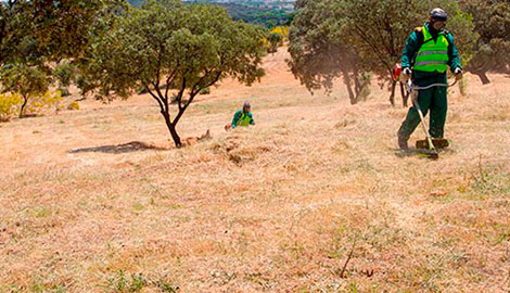 Clean lands vegetation in Ibiza